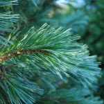 Pinus flexilis (Vanderwolfs Pyramid) Limber Pine closeup